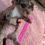 Havanese Yorkshire Terrier mini poodle puppies for sale