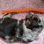 Havanese Yorkshire Terrier mini poodle puppies for sale