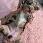 Havanese Yorkshire Terrier mini poodle puppies for sale
