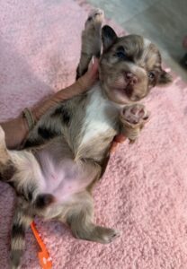 Havanese Yorkshire Terrier mini poodle puppies for sale