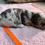 Havanese Yorkshire Terrier mini poodle puppies for sale