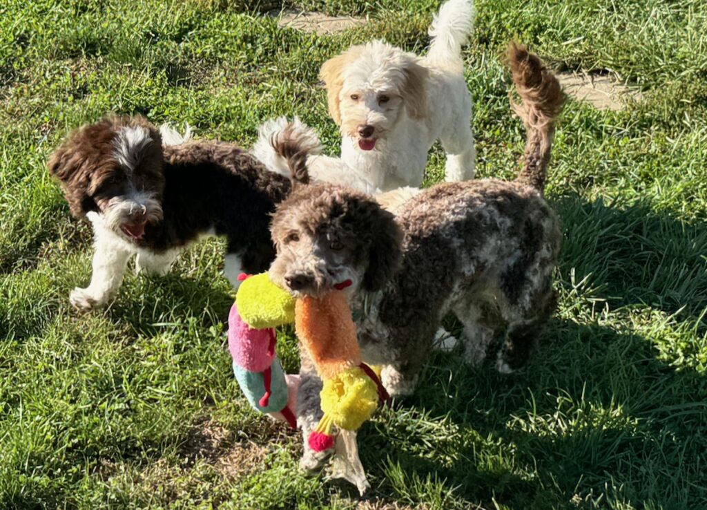 PopCorn Playing with her Friends