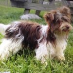 Chocolate/Tan Parti Yorkie "JackPot"