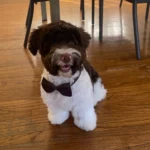 HavaPooKie (Havanese/Yorkie/Poodle)