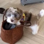 HavaPooKie (Havanese/Yorkie/Poodle)