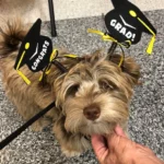 HavaPooKie (Havanese/Yorkie/Poodle)