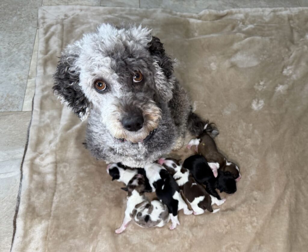 Newborn Havanese Yorkie Poodle puppies