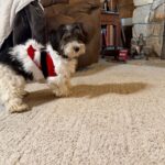 Available Black/Tan/White Female YorkiPoo Puppy