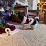 Available Black/Tan/White Female YorkiPoo Puppy