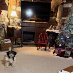 Available Black/Tan/White Female YorkiPoo Puppy