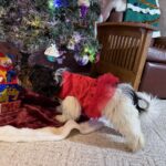 Available Black/Tan/White Female YorkiPoo Puppy