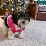 Available Black/Tan/White Female YorkiPoo Puppy