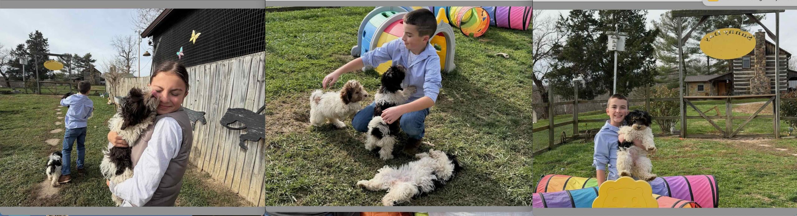 TicTac's 3 Available Puppies