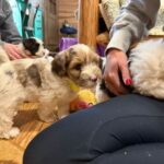 Available Choc Merle Parti male HavaPooKie Puppy- YELLOW