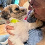 Available Choc Merle Parti male HavaPooKie Puppy- YELLOW