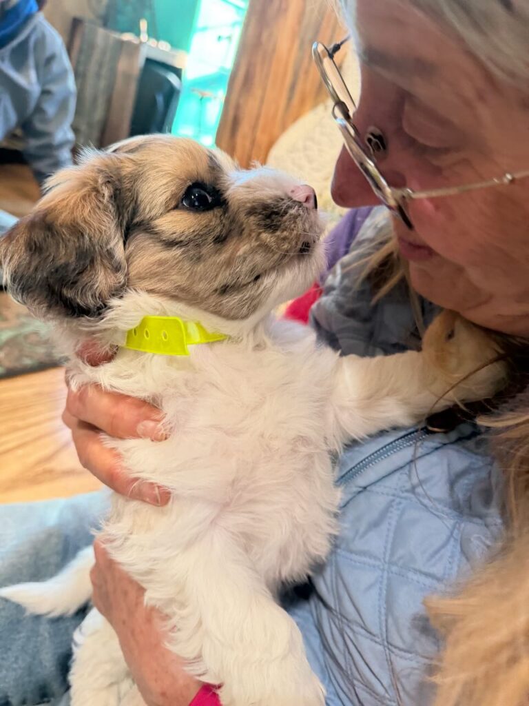Available Choc Merle Parti male HavaPooKie Puppy- YELLOW
