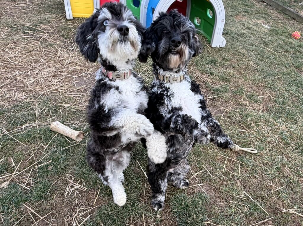 HavaPoo Poodle Havanese breed