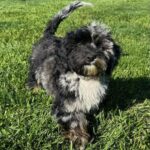 Havanese Mini Poodle (HavePoo / Poovanese / HavaDoodle / HavaNoodle)
