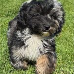 HavaPoo Poodle Havanese breed