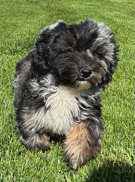 Havanese Mini Poodle (HavePoo / Poovanese / HavaDoodle / HavaNoodle)
