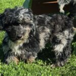 Havanese Mini Poodle (HavePoo / Poovanese / HavaDoodle / HavaNoodle)