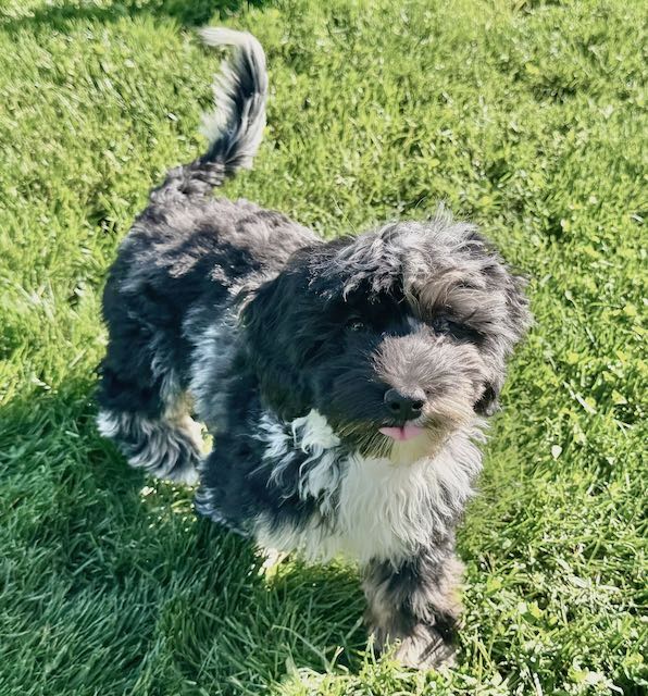 Havanese Mini Poodle (HavePoo / Poovanese / HavaDoodle / HavaNoodle)