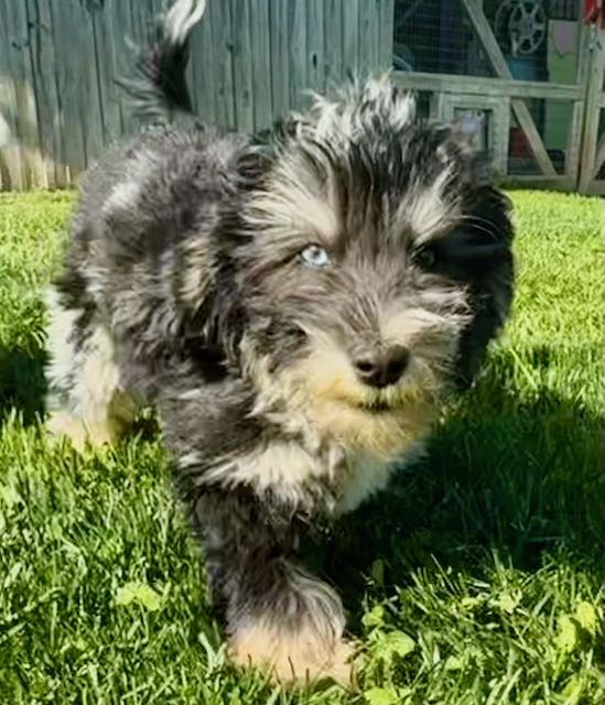 HavaPoo HavaNoodle HavaDoodle Havanese Poodle mix breed