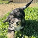 HavaPoo HavaNoodle HavaDoodle Havanese Poodle mix breed