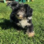 HavaPoo HavaNoodle HavaDoodle Havanese Poodle mix breed