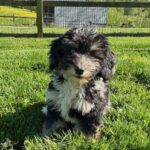 HavaPoo HavaNoodle HavaDoodle Havanese Poodle mix breed