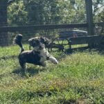 HavaPoo HavaNoodle HavaDoodle Havanese Poodle mix breed