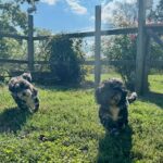 Havanese Mini Poodle (HavePoo / Poovanese / HavaDoodle / HavaNoodle)