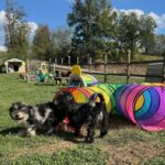 Havanese Mini Poodle (HavePoo / Poovanese / HavaDoodle / HavaNoodle)