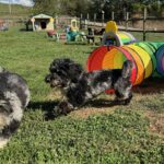 HavaPoo HavaNoodle HavaDoodle Havanese Poodle mix breed