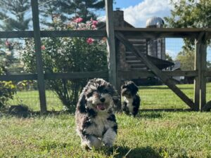 HavaPoo HavaNoodle HavaDoodle Havanese Poodle mix breed