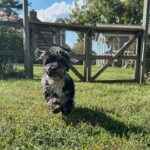 Havanese Mini Poodle (HavePoo / Poovanese / HavaDoodle / HavaNoodle)
