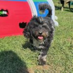 Havanese Mini Poodle (HavePoo / Poovanese / HavaDoodle / HavaNoodle)