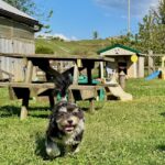 HavaPoo HavaNoodle HavaDoodle Havanese Poodle mix breed