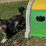 https://sunnydaypuppies.com/wp-content/uploads/2026/02/IMG_1535.jpeg