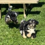 Havanese Mini Poodle (HavePoo / Poovanese / HavaDoodle / HavaNoodle)