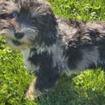 HavaPoo HavaNoodle HavaDoodle Havanese Poodle mix breed