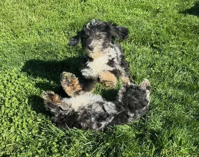 Havanese Mini Poodle (HavePoo / Poovanese / HavaDoodle / HavaNoodle)