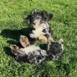 Havanese Mini Poodle (HavePoo / Poovanese / HavaDoodle / HavaNoodle)
