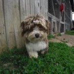 Dad Havanese "Captain Crunch"