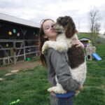 Chocolate Parti Moyen / Klein Poodle