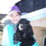 Blue/Black Merle Moyen / Klein Poodle