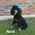Moyen Poodle