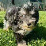 HavaPoo Poodle Havanese breed