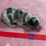 Havanese Mini Poodle (HavePoo / Poovanese / HavaDoodle / HavaNoodle) Puppies for sale breeder