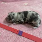 Havanese Mini Poodle (HavePoo / Poovanese / HavaDoodle / HavaNoodle) Puppies for sale breeder